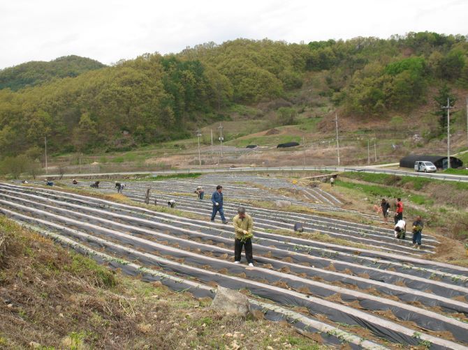 고구마 모종심기